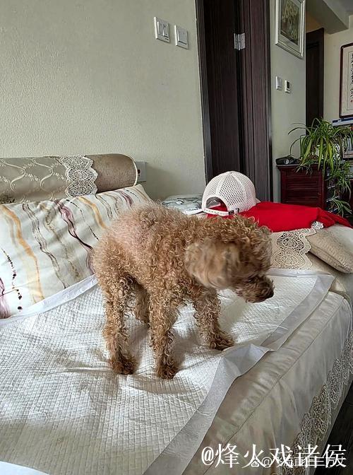 打疯了!斯潘塞命中本场第7记三分,灰熊末节已领先至20分 打疯了!斯潘塞命中本场第7记三分,灰熊末节已领先至20分